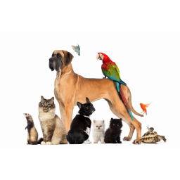 The Pet Advantage logo